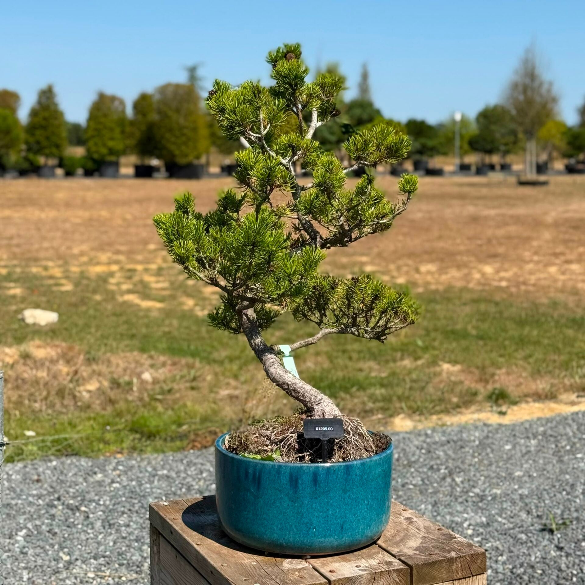 Pine Bonsai Collection - Image 7