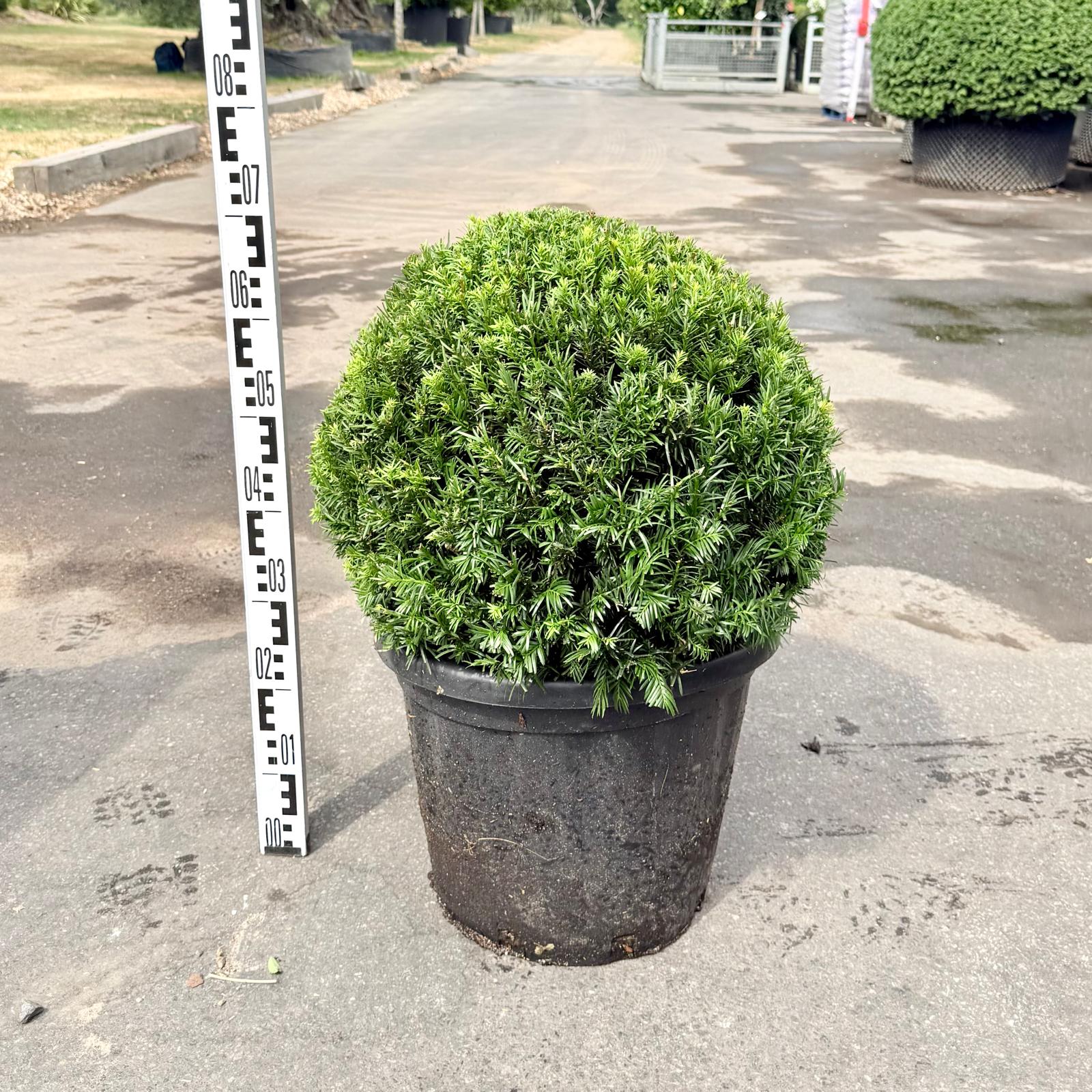 Taxus baccata - Balls