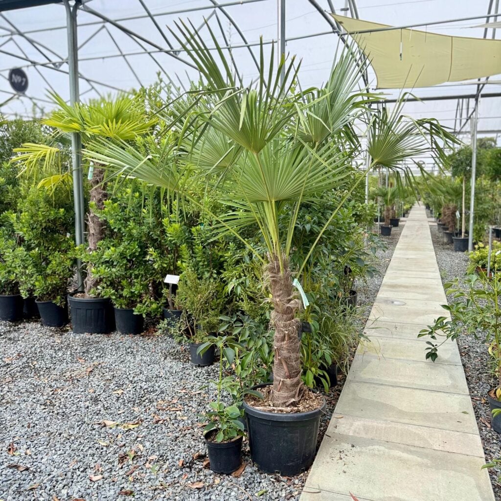 Trachycarpus fortunei - Image 16