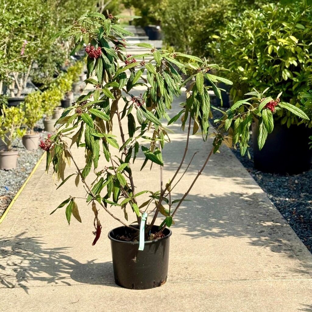 Viburnum rhytidophyllum - Multi Stems - Image 2