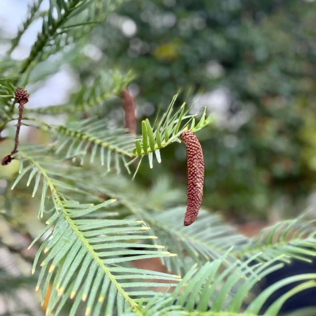 Wollemia nobilis - Image 5