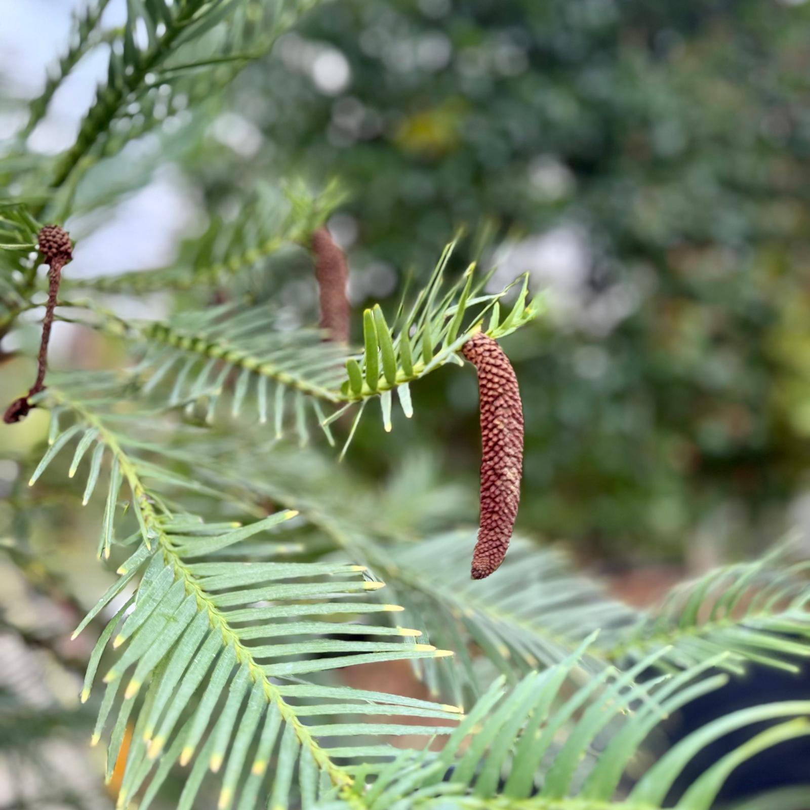 Wollemia nobilis - Image 5