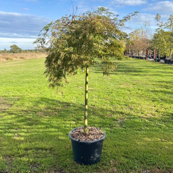Acer japonica 'Nona' (P2)