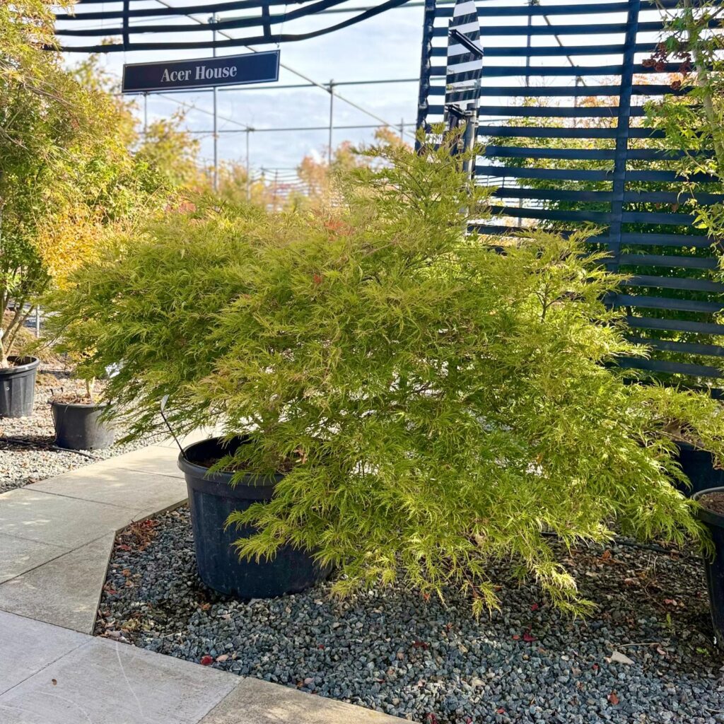 Acer palmatum 'Dissectum Green Globe' - Image 4