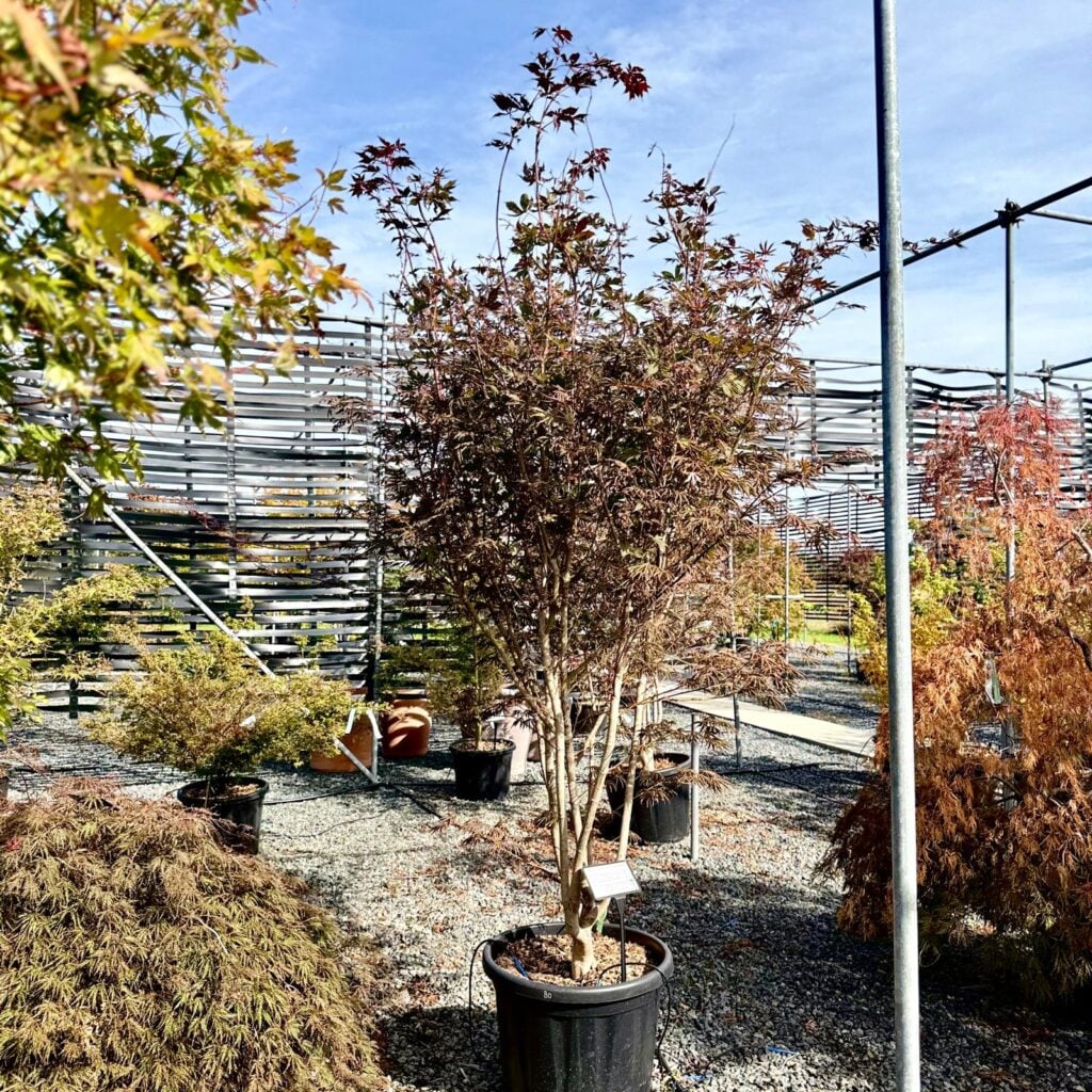 Acer palmatum 'Dissectum Trompenburg'