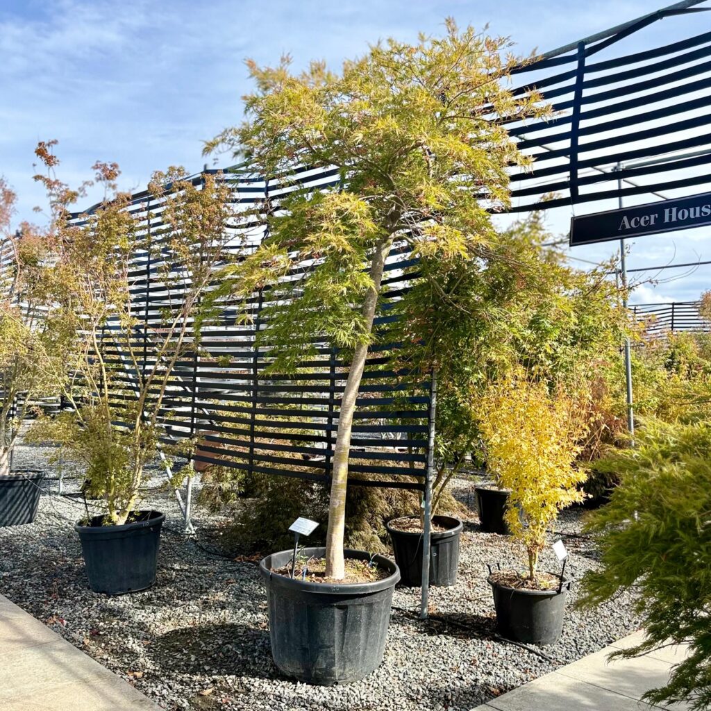 Acer palmatum 'Dissectum Green Globe' - Image 2