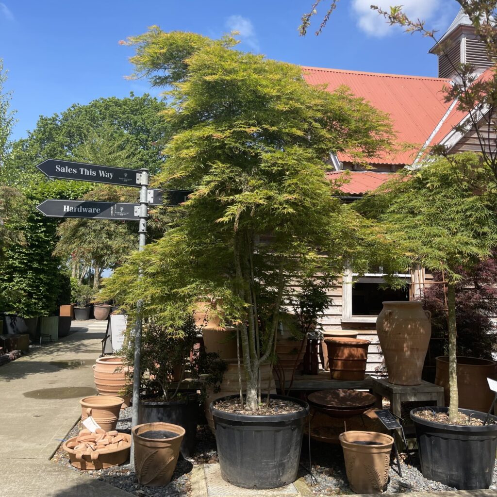 Acer palmatum 'Dissectum Green Globe' - Image 6