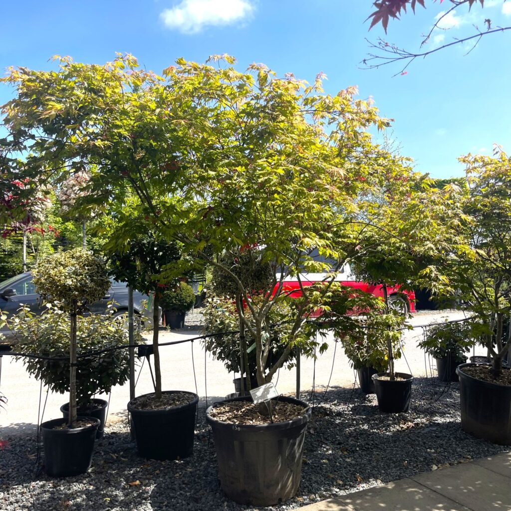 Acer palmatum 'Reticulatum Red' - Image 5