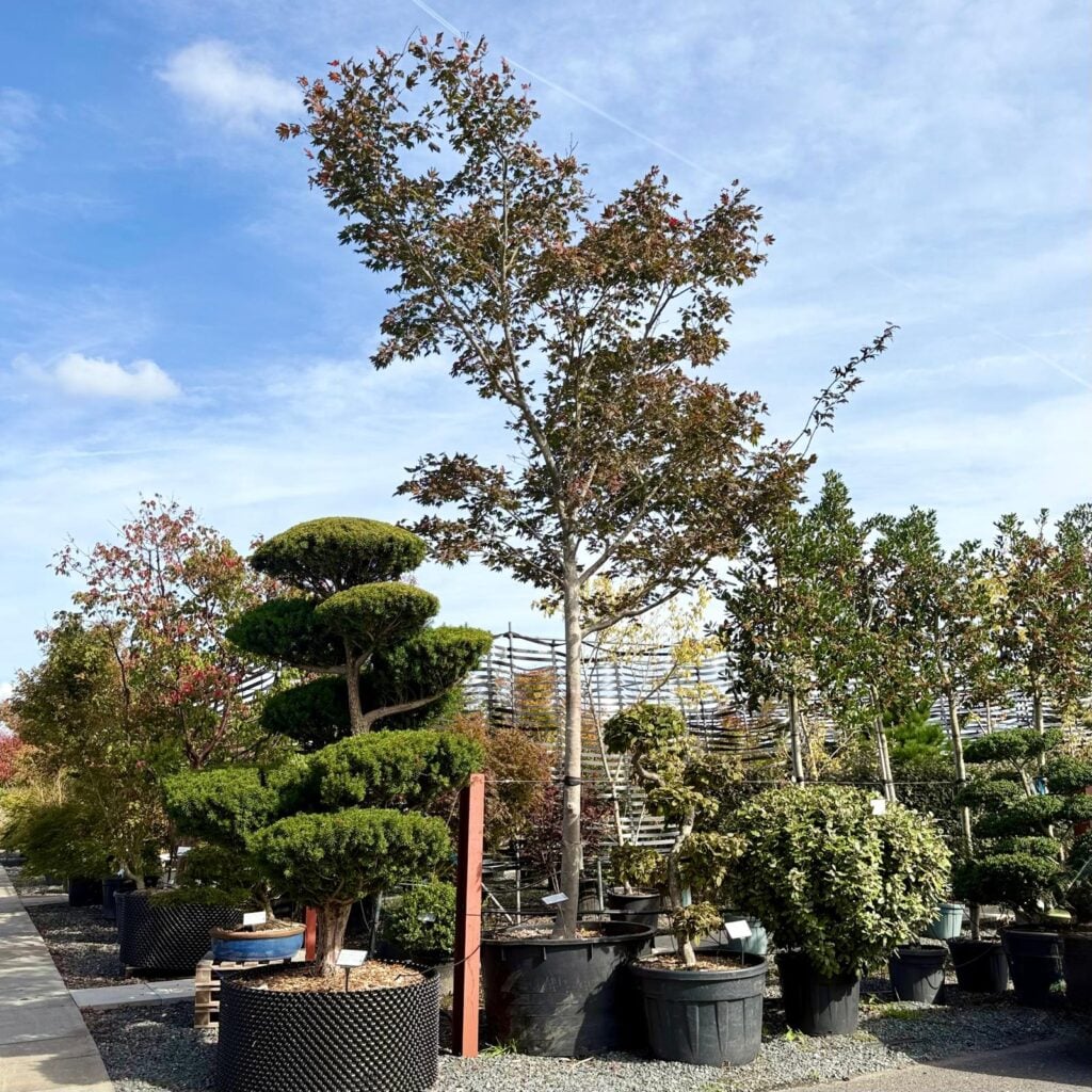 Acer palmatum x circinatum 'Red Wings'