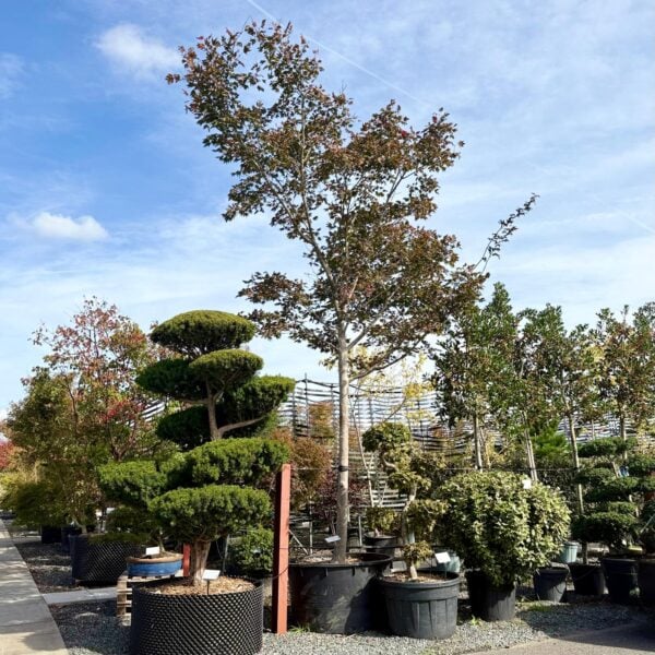Acer palmatum x circinatum 'Red Wings' (HG1)