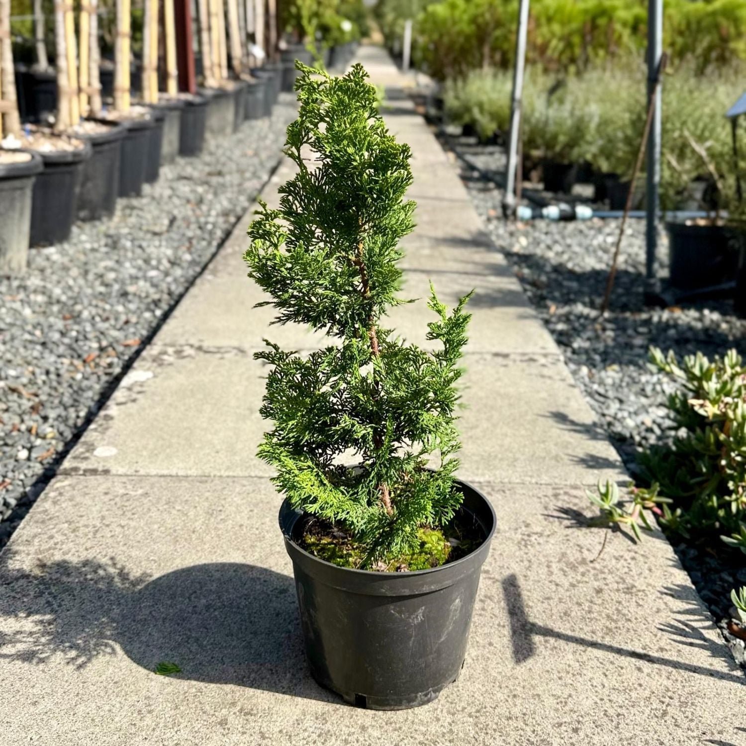Chamaecyparis obtusa