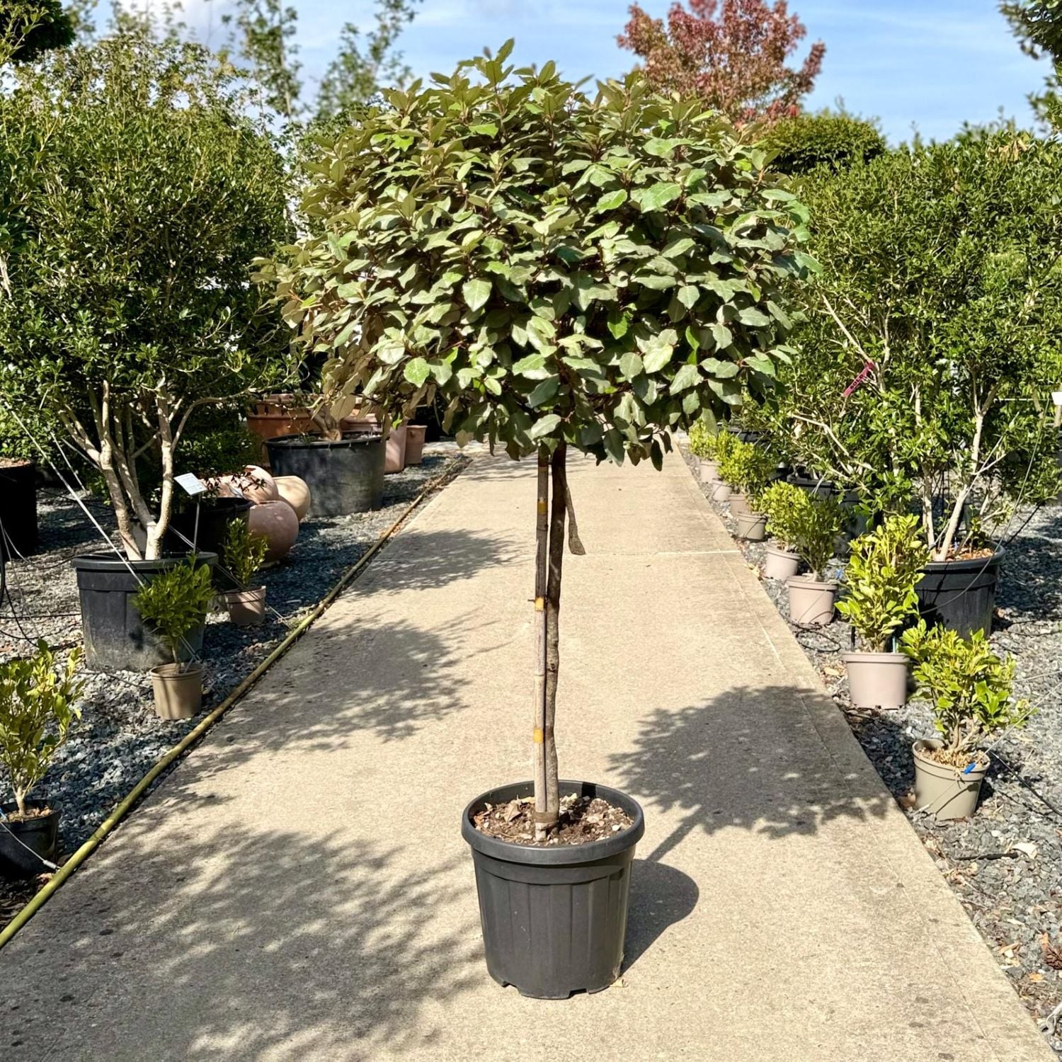Elaeagnus x ebbingei - Standards - Image 7