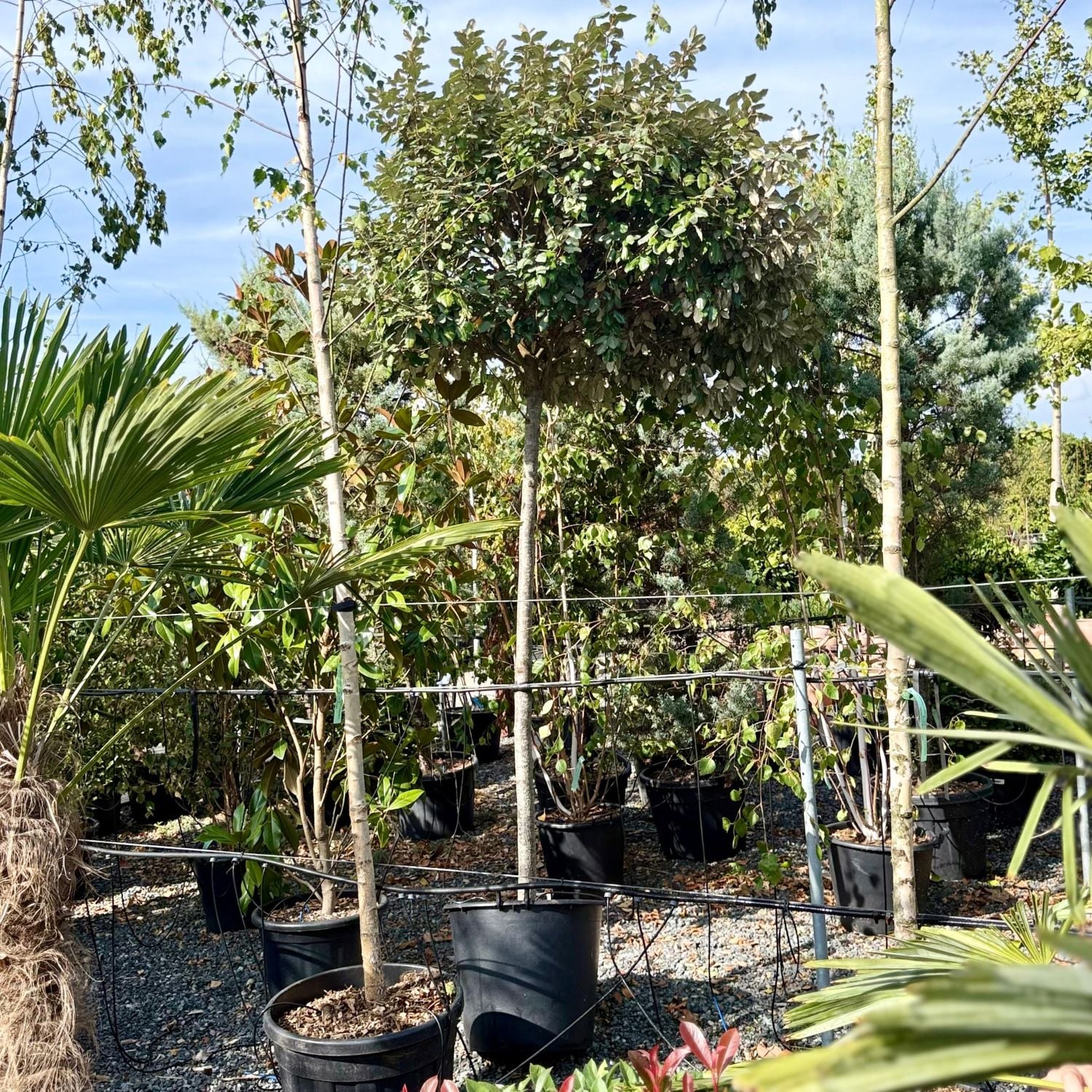 Elaeagnus x ebbingei - Standards - Image 8