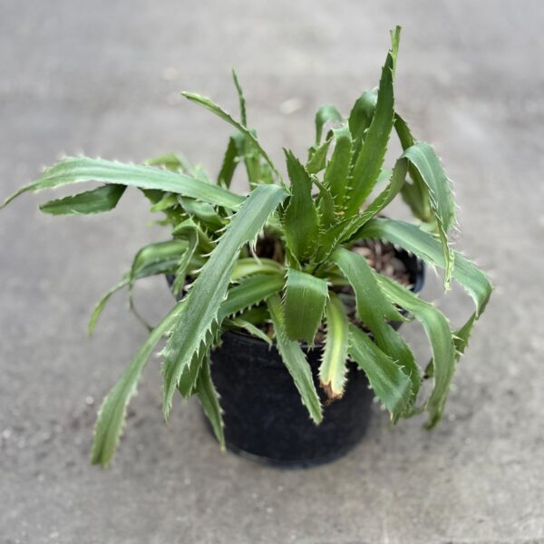 Eryngium pandanifolium  (HG)