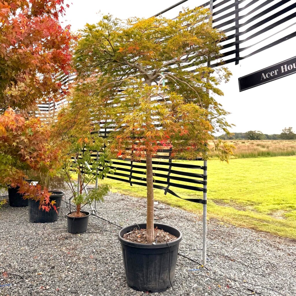 Acer palmatum 'Dissectum Green Globe'