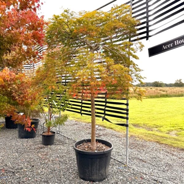 Acer palmatum 'Dissectum Green Globe' (P2)