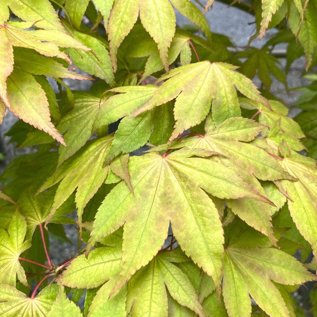 Acer palmatum 'Reticulatum Red' - Image 4