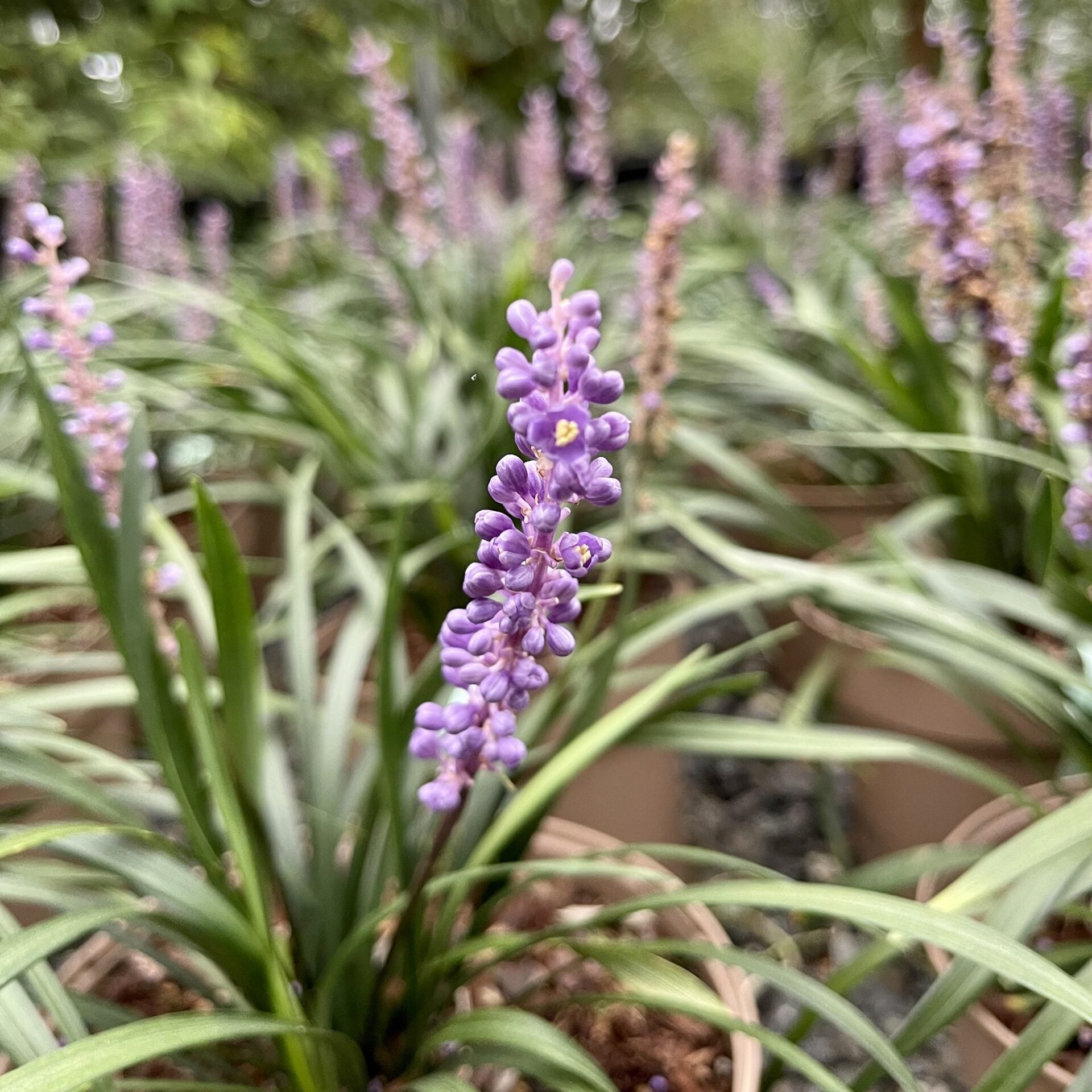 Liriope muscari 'Moneymaker' - Image 2