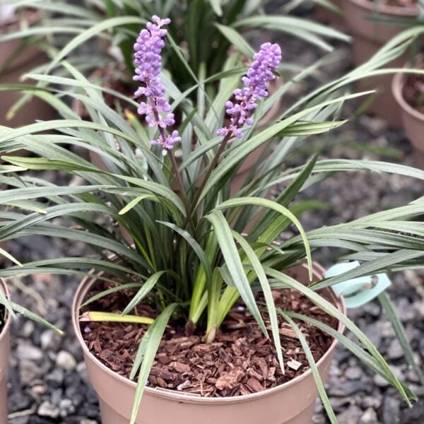 Liriope muscari 'Moneymaker' (EV1)