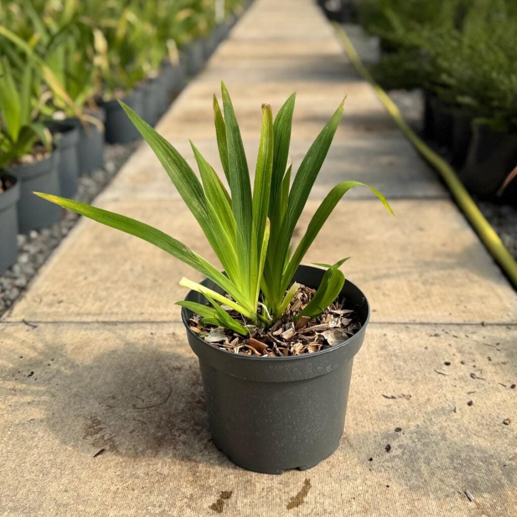Iris confusa - Blue
