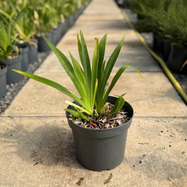 Iris confusa - Blue  (HGUK)