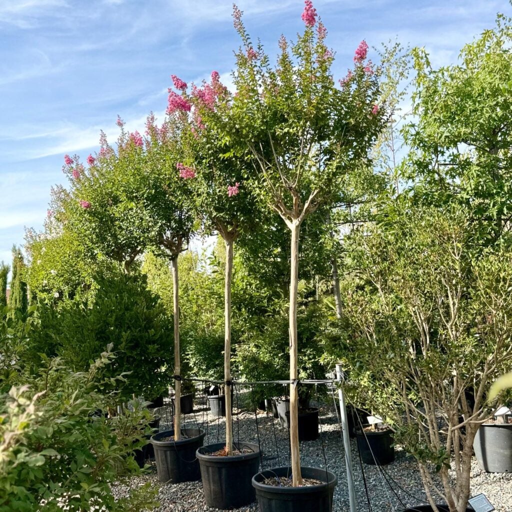Lagerstroemia indica - Standards - Image 3