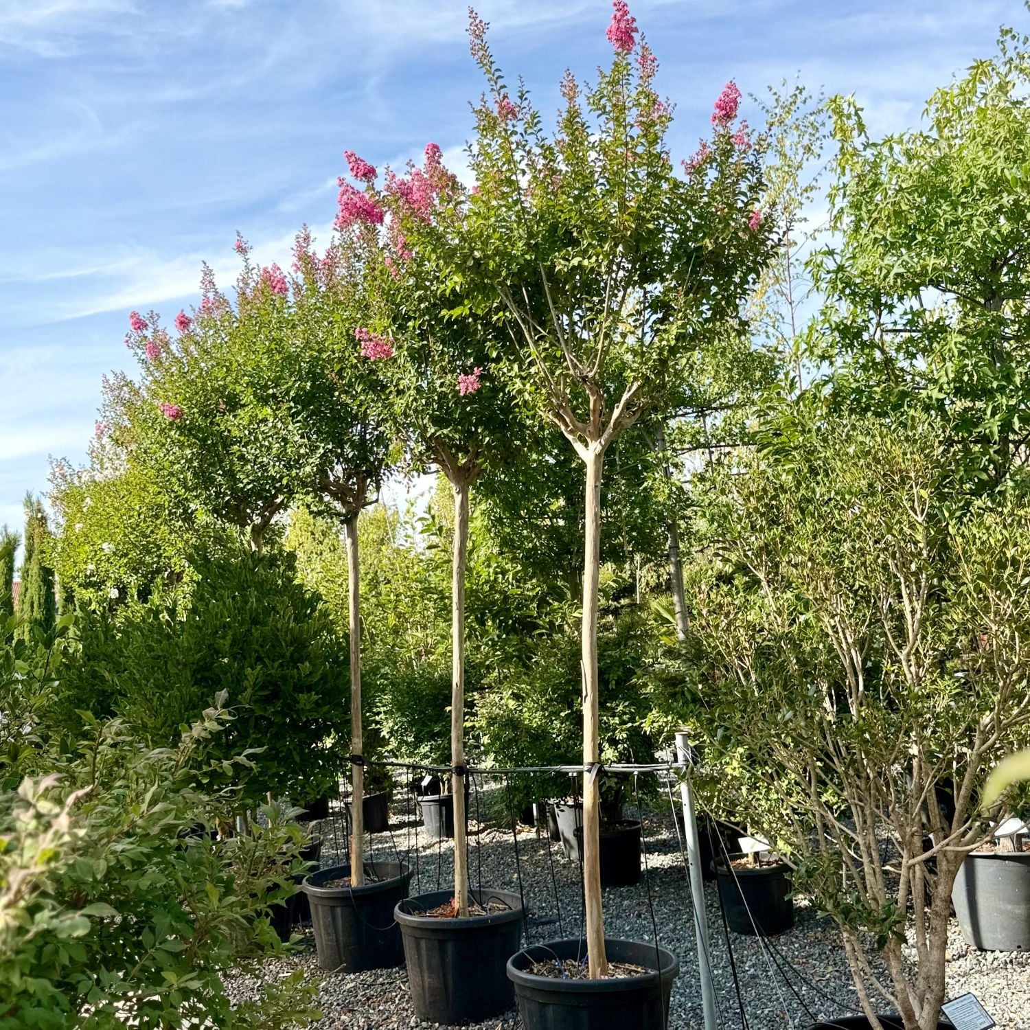 Lagerstroemia indica - Standards - Image 3