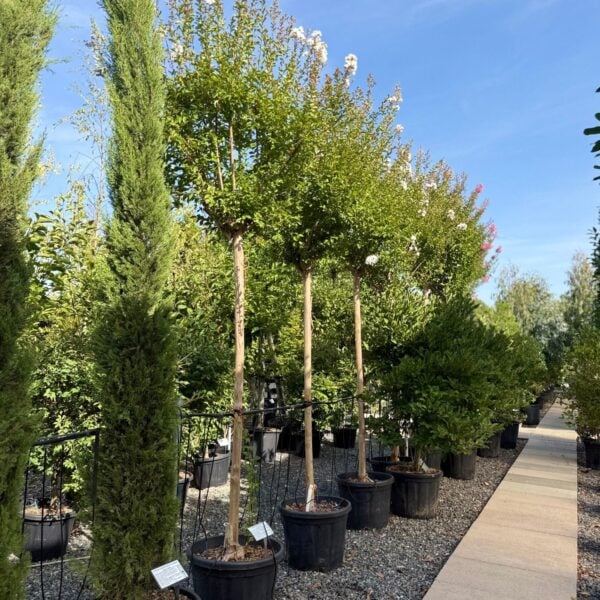 Lagerstroemia indica - Standards (P1, CAV1)