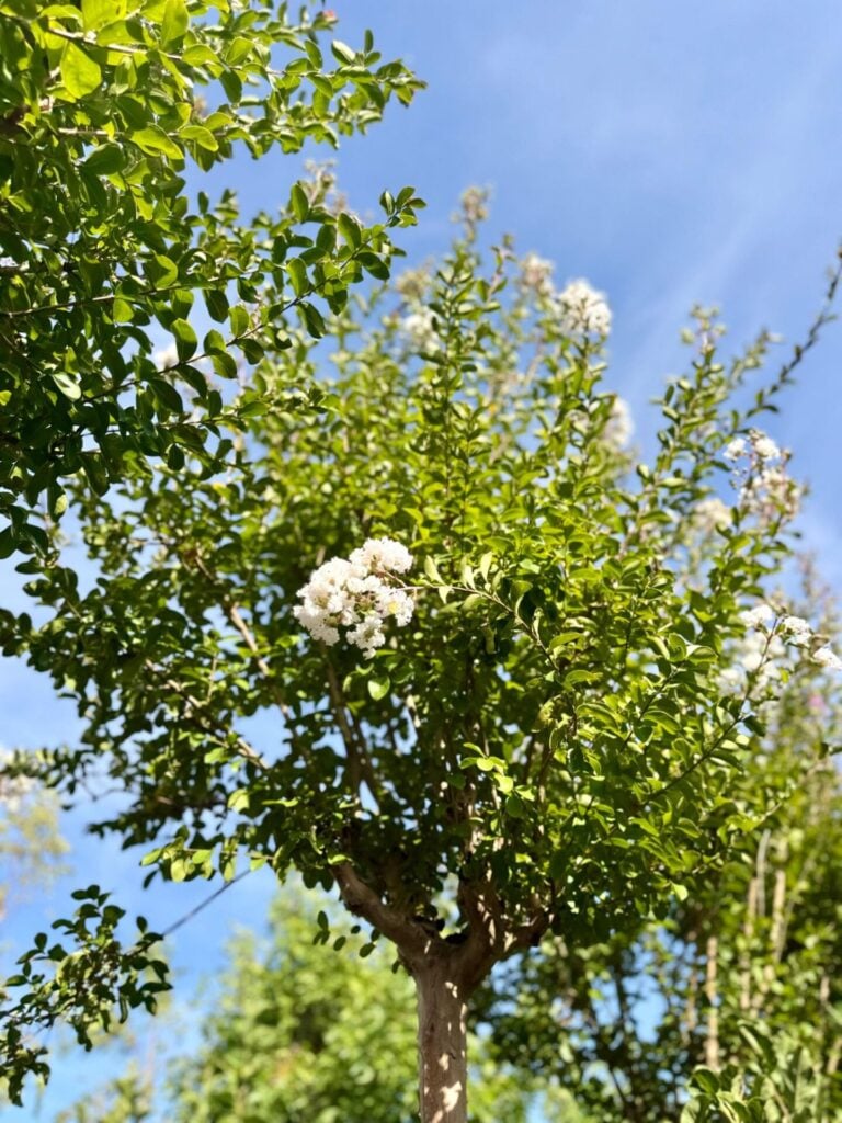 Lagerstroemia indica - Standards - Image 2