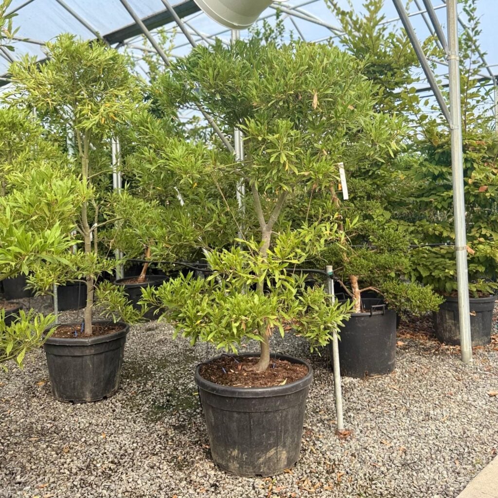 Laurus nobilis 'Angustifolia' - Niwaki