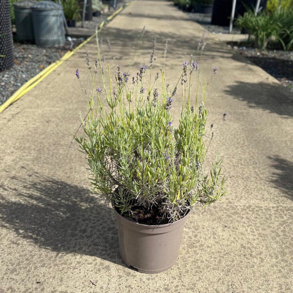 Lavandula angustifolia 'Vera'