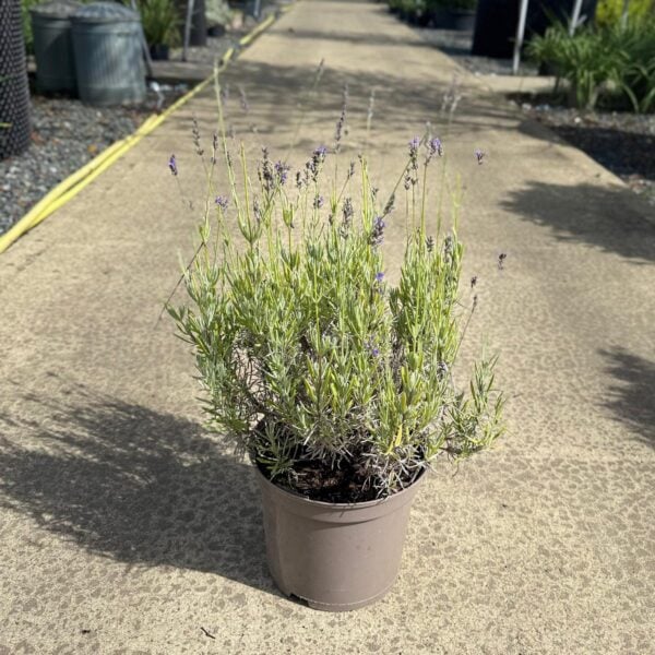 Lavandula angustifolia 'Vera' (HGUK)