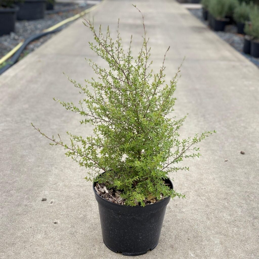 Leptospermum scoparium