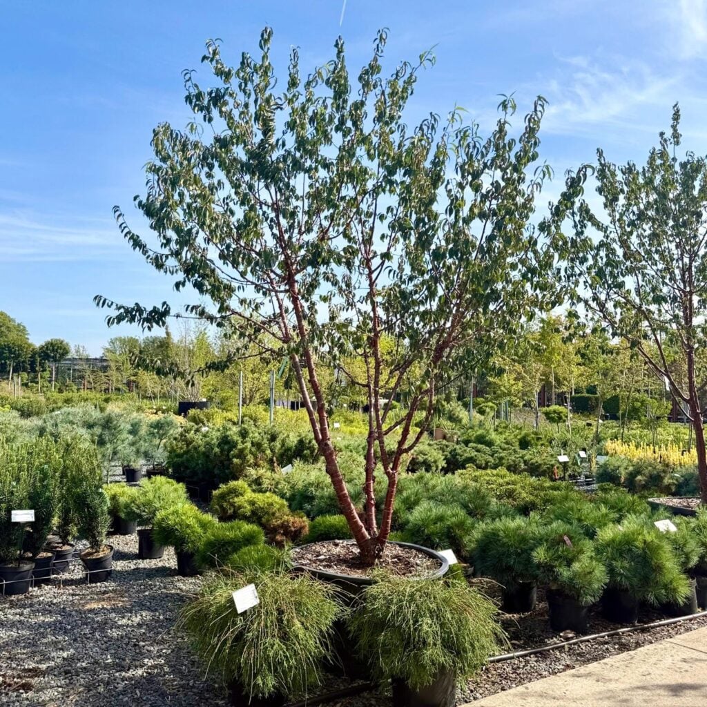 Prunus serrula