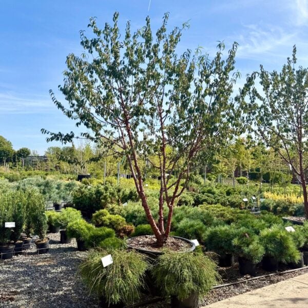 Prunus serrula (P2, J1, BR1)