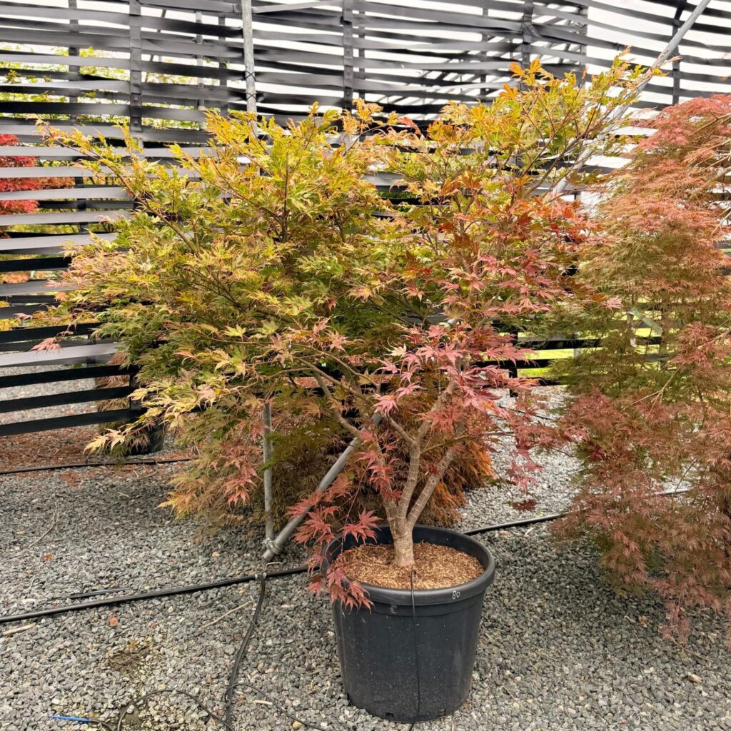 Acer palmatum 'Reticulatum Red' - Image 3