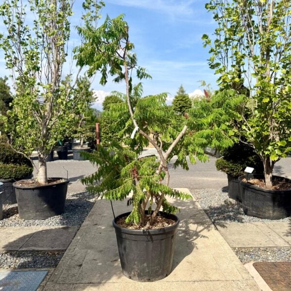 Rhus typhina dissecta (V1)