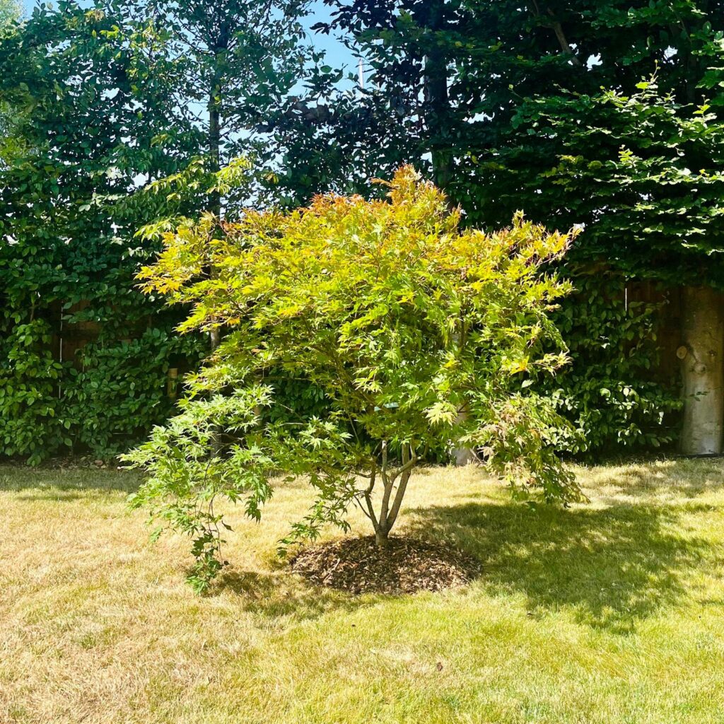 Acer palmatum 'Reticulatum Red' - Image 2