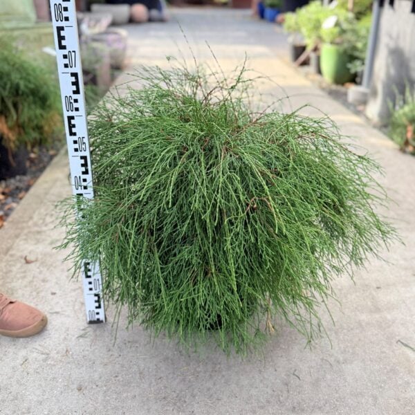 Thuja occidentalis 'Pin Cushion' (S1)