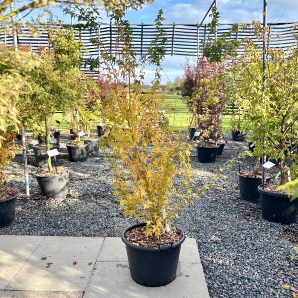 Acer palmatum Bi-hoo (V1)