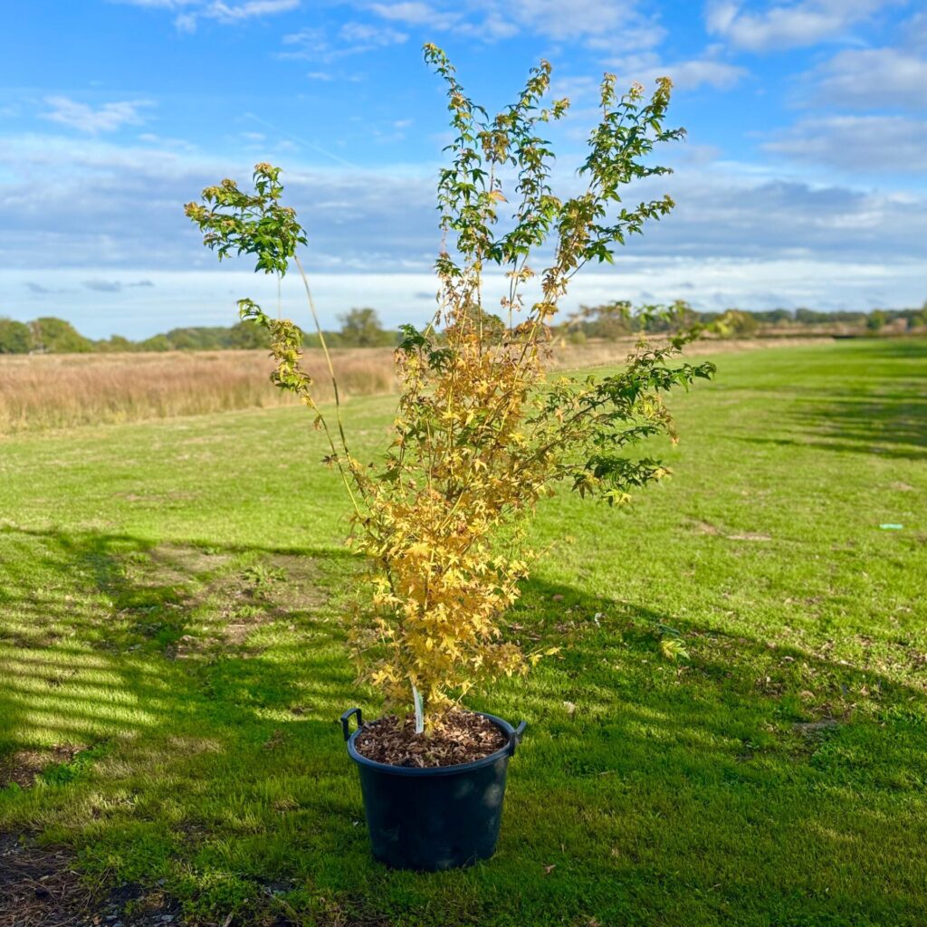 Acer palmatum Bi-hoo - Image 3