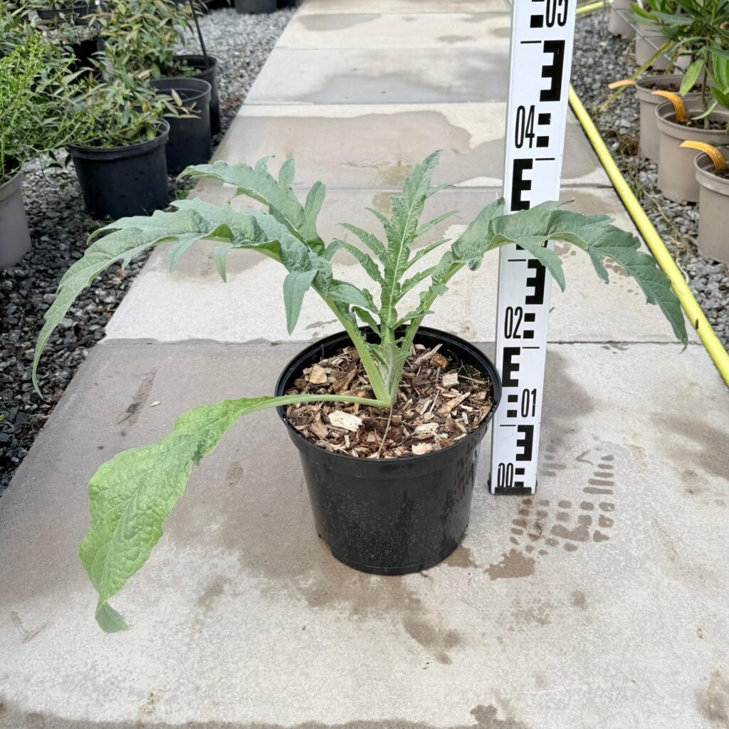 Cynara cardunculus