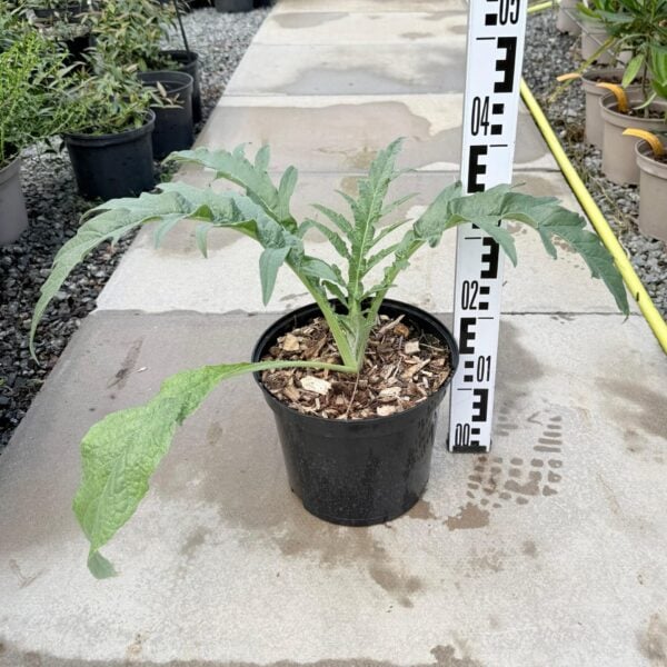 Cynara cardunculus (HGUK)