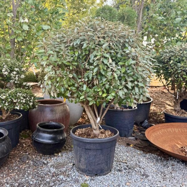 Elaeagnus x ebbingei -  Multi Stems (V1, J1, INT1, CAV1)
