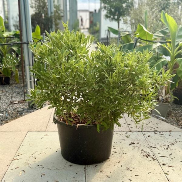 Laurus nobilis 'Angustifolia' - Balls (HG)