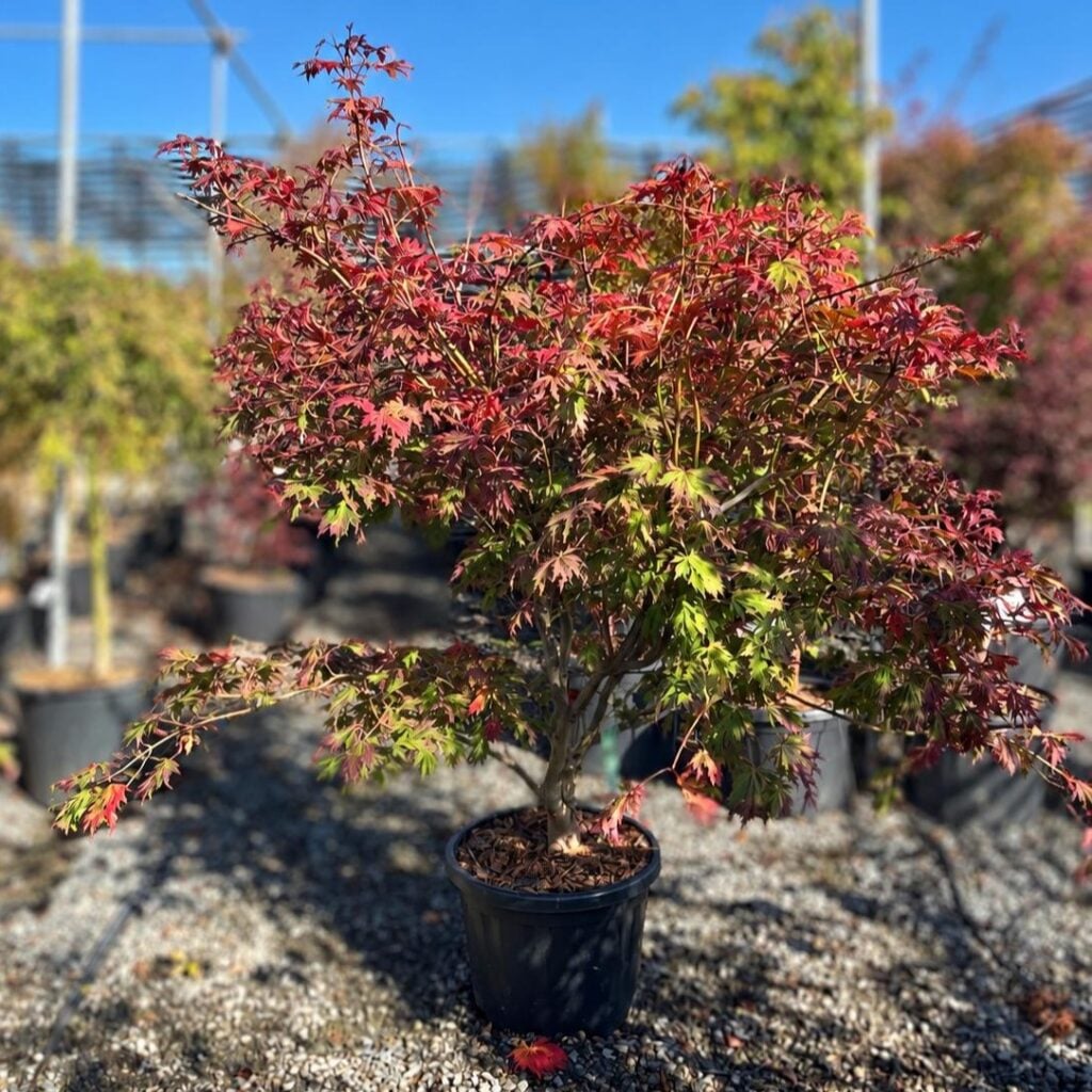 Acer japonicum 'Aconitifolium'