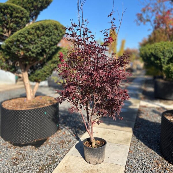 Acer palmatum Fireglow  (P2)