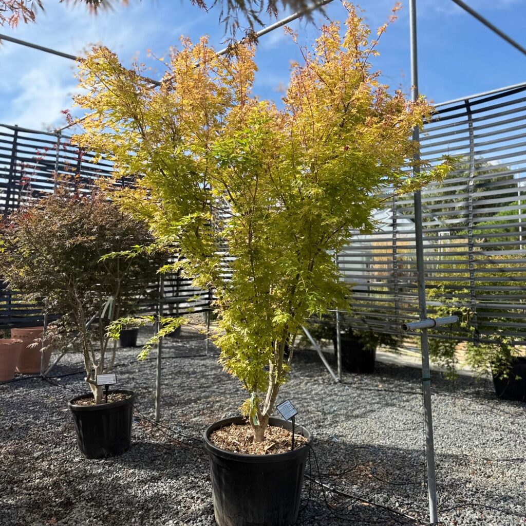 Acer palmatum 'Red Wood'