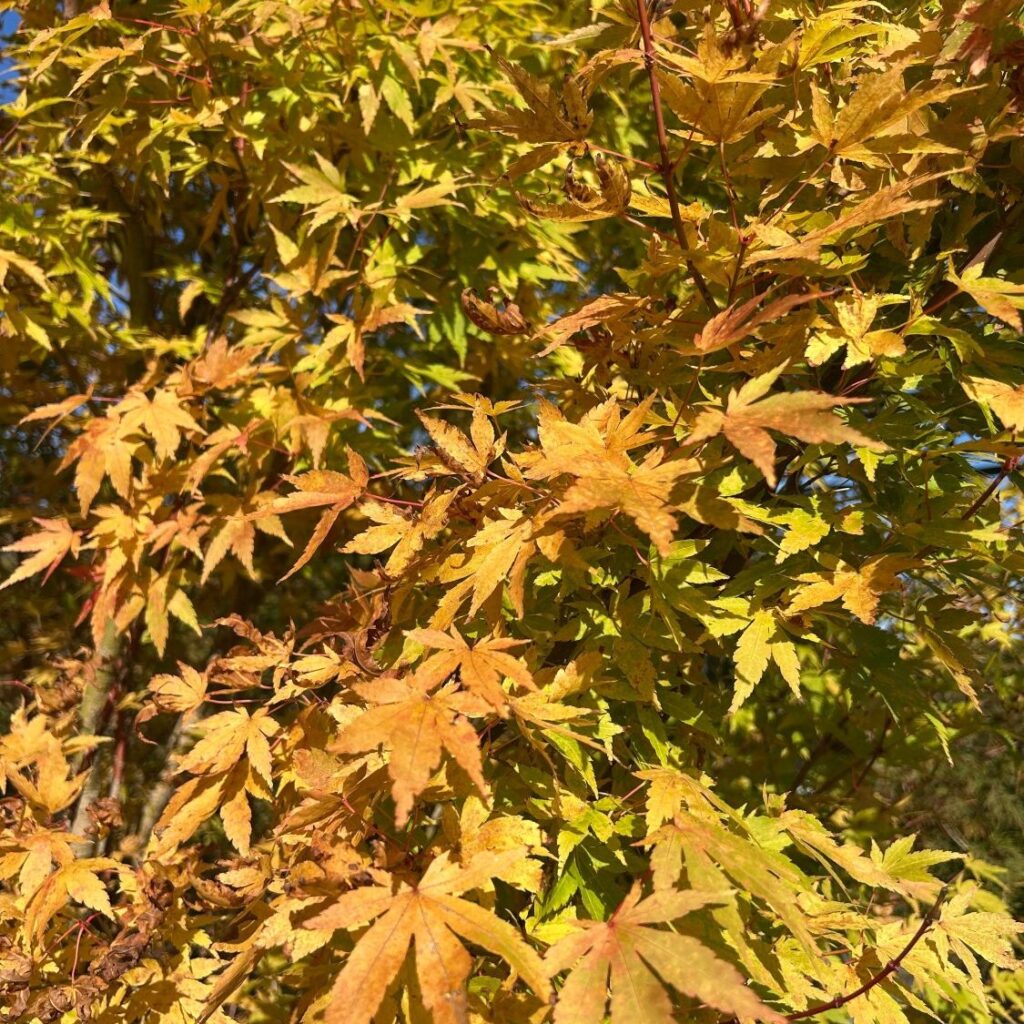 Acer palmatum 'Red Wood' - Image 2