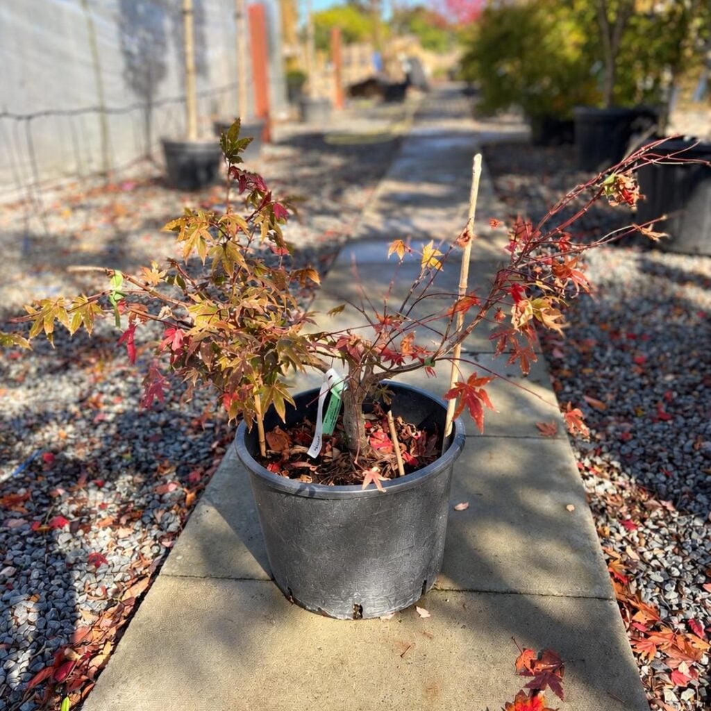 Acer palmatum 'Atropurpureum'